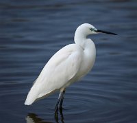 EGRET
