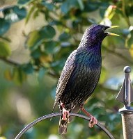 STARLING