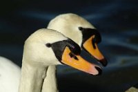 1003229_10152227335026311_2005115981_n