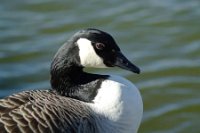 1186737_10152227334041311_1409535927_n