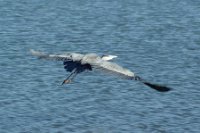 1452311_10151946549406311_801739859_n