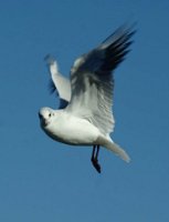 1461229_10151946546341311_612471510_n