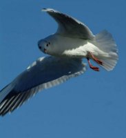 945468_10151946549911311_1819868551_n