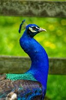 IMG_7319