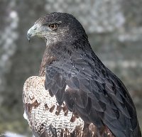 IMG_7346