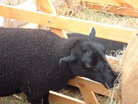 DSCF07342003_08_27_12_52_48