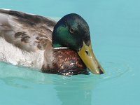 duck_on_water_milton_keynes2
